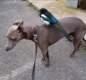 Have you heard the story about the dog and bird who are best friends? 😃 🐦➕🐶= 💙 ✨It could be straight out of a Disney film, but this tale takes place in the Lancashire village of Sabden... ✨ | BBC Lancashire