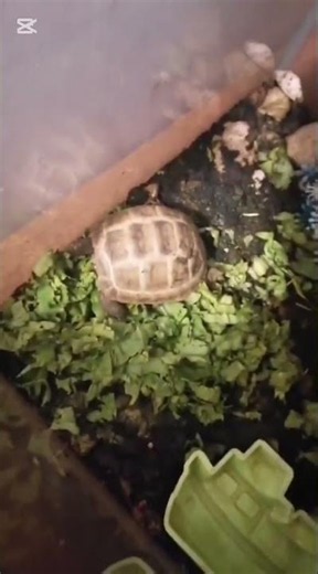 Russian Totoise | What a Russian Tortoise Does All Day #entertainmentshorts