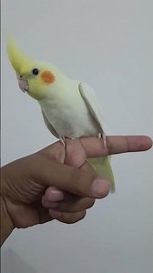 Fully Tamed Lutino Cockatiel 🦜 | Friendly, Intelligent & Super Cute!