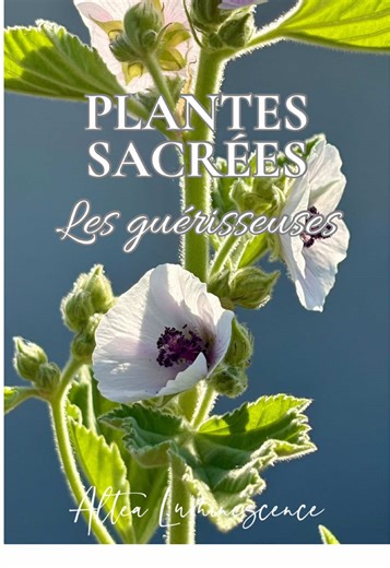 🌿 PLANTES SACRÉES — Les guérisseuses 🌿 🍵 En ce moment, j’accompagne la guérison de mon mari avec cette infusion de deux plantes-médecines pour soulager son rhume et sa toux sèche persistante. J’avais déjà testé l’infusion de feuilles de capucine lorsque je toussais beaucoup pendant un rhume, et cela avait très bien fonctionné sur moi ☺️ Si vous essayez cette infusion, n’hésitez pas à partager en commentaire si leur médecine a bien agi sur vous ✨🌿