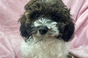 Hope - Havapoo Puppy 7FBA49