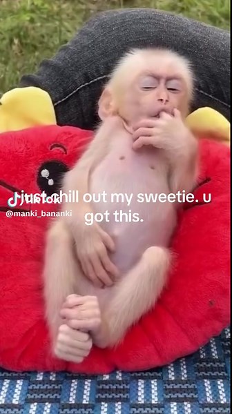 #manki_bananki #monkeys #monkeymemes #monkey