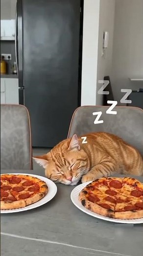 The Funniest Cat Pizza Moment 😂