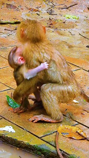 62K views · 638 reactions | Inspired by Nature’s Gentle Touch #monkey #reels #Animals​ #sovanafamily #newbornmonkey #monkeyreels | Monkey Homeless | Facebook