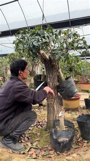 Air Layering Technique – Grow Roots Directly on the Tree 🌱🌳