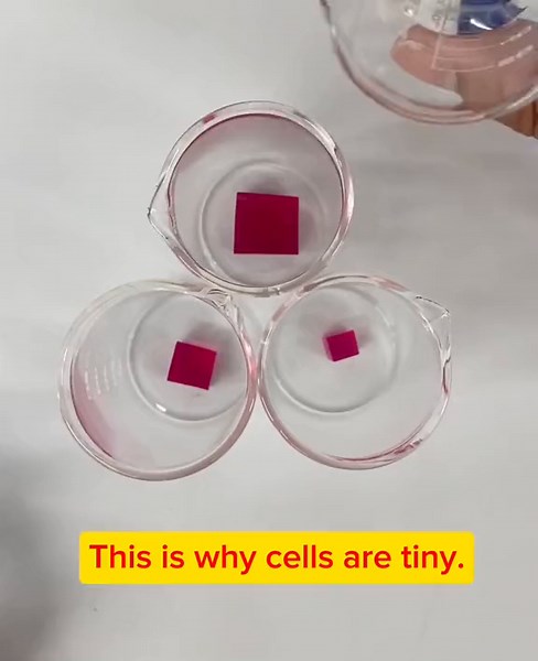 A demonstration of why cells need to be very small so that the nutrients can quickly go through the cell membrane. #stemeducation #education #science #stemeducatiowithdrtran