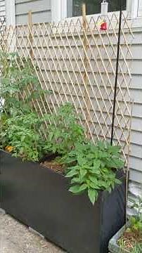 File cabinet container gardens