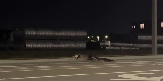 Gator holds up traffic on Lakewood Ranch Blvd