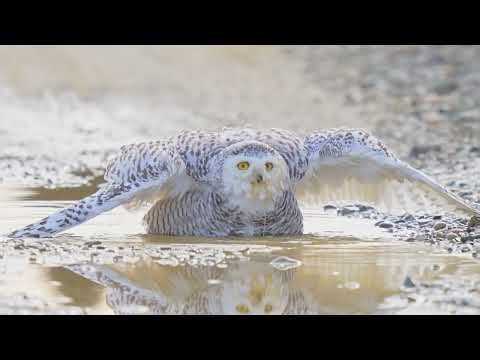 Snowy Owl Takes a Bath | Audubon Photography Awards 2025 Top Video | Danny Oh