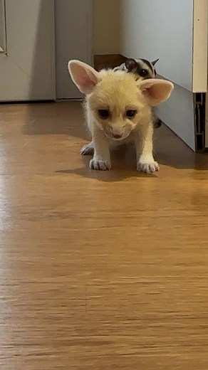 Playful Fennec Fox Kitten Exploring Indoor Space