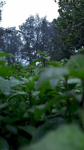 Lo bonito de vivir en el campo 🌳🏠 | Peter Hernández