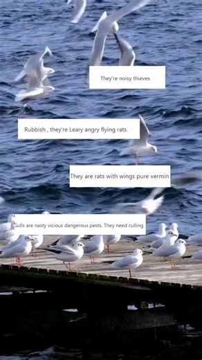 Gulls get a bad rap, but would you feel differently if you delved a little deeper into their lives? 👀 These iconic birds are extremely intelligent, and even form lifelong bonds, returning to nesting sites together each year! Let’s start to show this amazing species more kindness💙 | RSPCA (England & Wales)