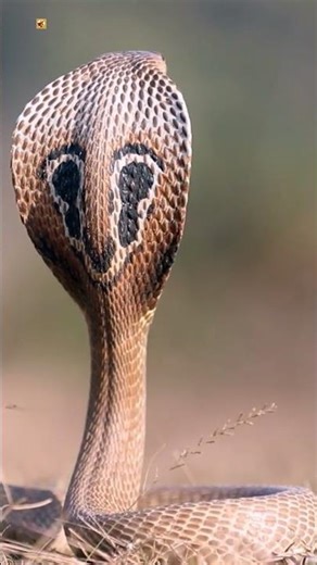 Cobra Snake Sound 🐍| King cobra