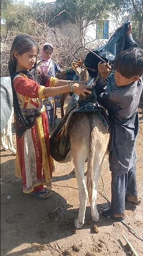 Fastest donkey Race Ever! 🏇🔥"