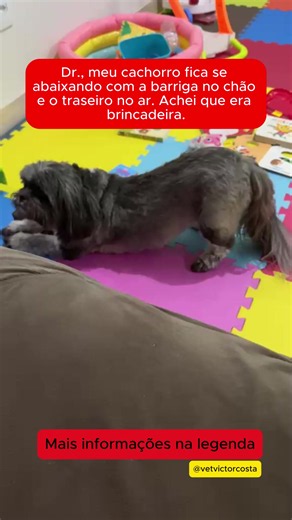 Posição de prece em cães: sinal de pancreatite