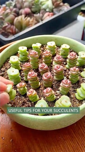 Beginner's Succulent Care: How to Propagate Succulent Plants | 다육이 | 多肉植物