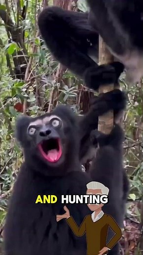 Indri: The Largest Lemur of Madagascar | Indri Facts & Life