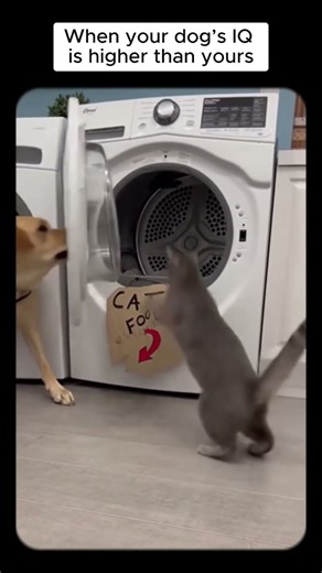 #Dog Traps #Cat in Washing Machine | #DogVsCat #PetDrama #DogMeme