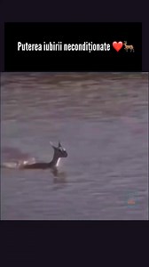 ❤️💯 | VicThor