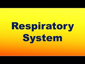 Respiratory System Definition, Functions, and Parts