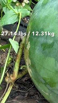 Watermelon Harvesting Secrets | How To Pick The Perfect Melon