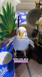 104K views · 3.1K reactions | Sabías que los periquitos australianos pueden ver de color ultravioleta ?? #Periquitosaustralianos | Amantes De Periquitos Australianos | Facebook