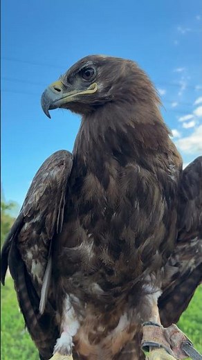 The Eagle Swallows the Mouse in Seconds… Shocking Nature Moment 😱🦅