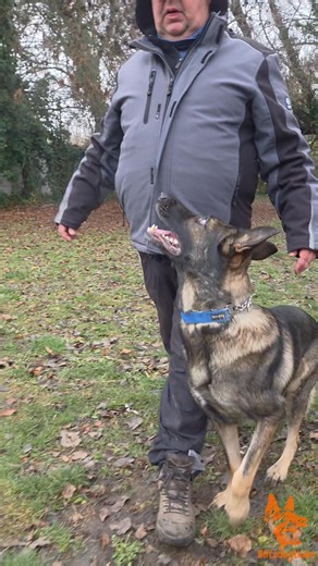 Tomi&Blitz training 👍🐾 #blitzdogteam #germanshepherd #dogtraining #workingdog #foryoupage | BlitzdogTeam