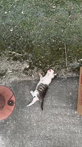 19K views · 2.7K reactions | Poor kitty  | Paws Shelter | Facebook