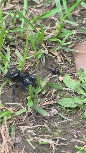 Bold Jumping Spider (Phidippus audax)?