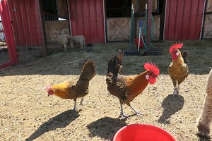 Smiling Sky Farm | Local Hens