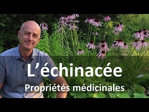 Echinacea: immune system stimulant
