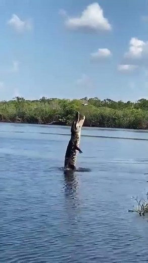 Crocodile with drone | Bolgoda Lake | Western Sri Lanka