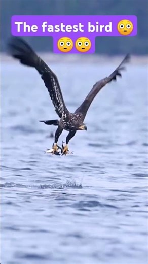 Eagle is the most fastest bird..