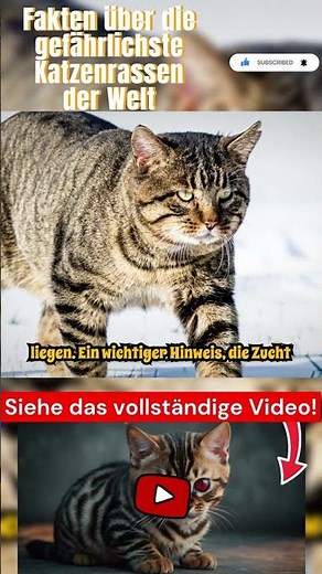 Facts about the most dangerous cat breeds in the world Part 4 #cat #cats #kitten #animal #animals...