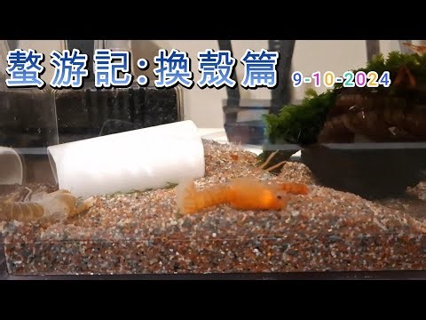 Crawfish Molting: Nature's Most Magical Moment