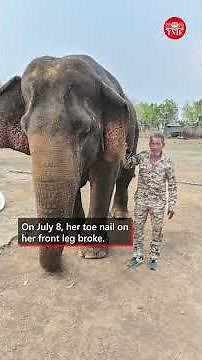 Centenarian Vatsala, perhaps world’s oldest elephant, dies at Panna Reserve