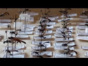 PARASITIC WASPS, ICHNEUMONIDAE, LEUCOSPIDAE, CHALCIDIDAE, ARE PARASITOIDS OF SOLITAŔY BEES, UKRAINE.