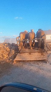 #amishtiktok #amishauthors #amishbuilt #ohiocheck #amish #amishlifestyle #amishcountry #amishlife | ExAmish Girl