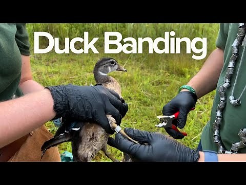 Duck Banding