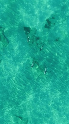 Sharks Swimming in Formation: A Rare Ocean Moment