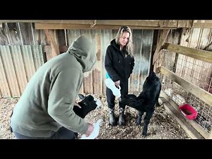 Raising TWO Twin Calves for 24 Hours… Here’s What It’s Really Like!