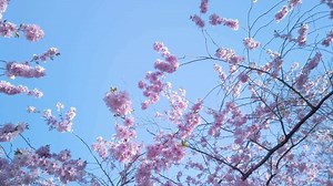 Spring cherry trees in full bloom with blue sky background