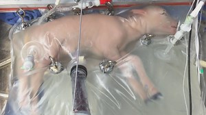 Scientists create artificial womb
