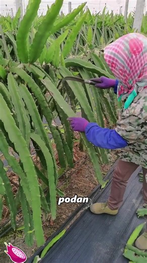 The Challenges of Growing Dragon Fruit Successfully