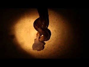 Leopard Slugs Mating (HD)