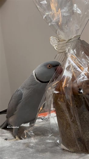 Understanding Grey Parrot Behavior