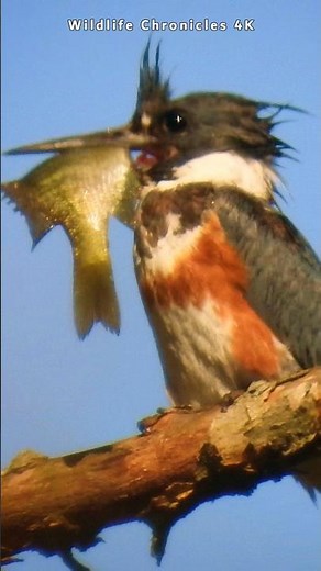 Birds of Ohio: Wren, Starling, Chickadee, Kingfisher - Wildlife Photography Short
