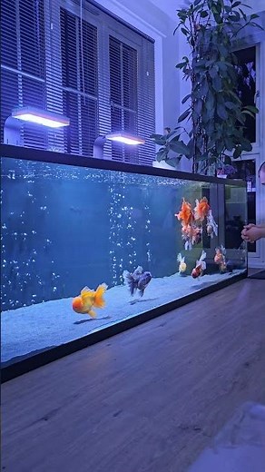 Jumbo goldfish get food and swim around their monster aquarium