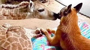 An abandoned baby giraffe becomes a dog’s best friend, who loves and protects him 👉THE STORY IS IN THE FIRST COMMENT | Majestic Animals